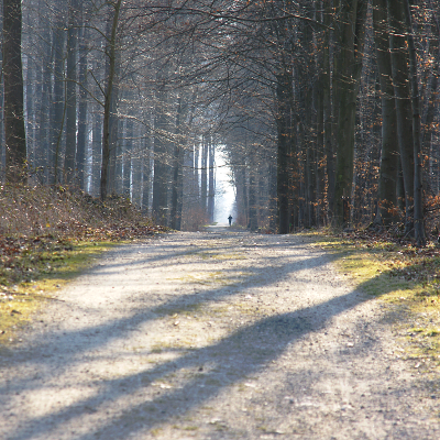 A walk in the woods, par Xavier E. G. Dierick